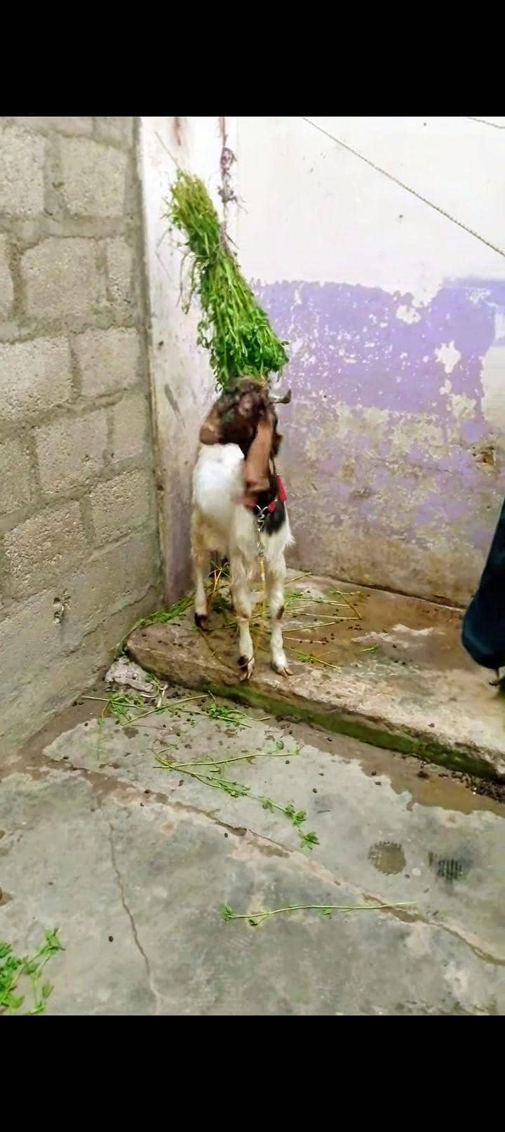 patera bakra 2