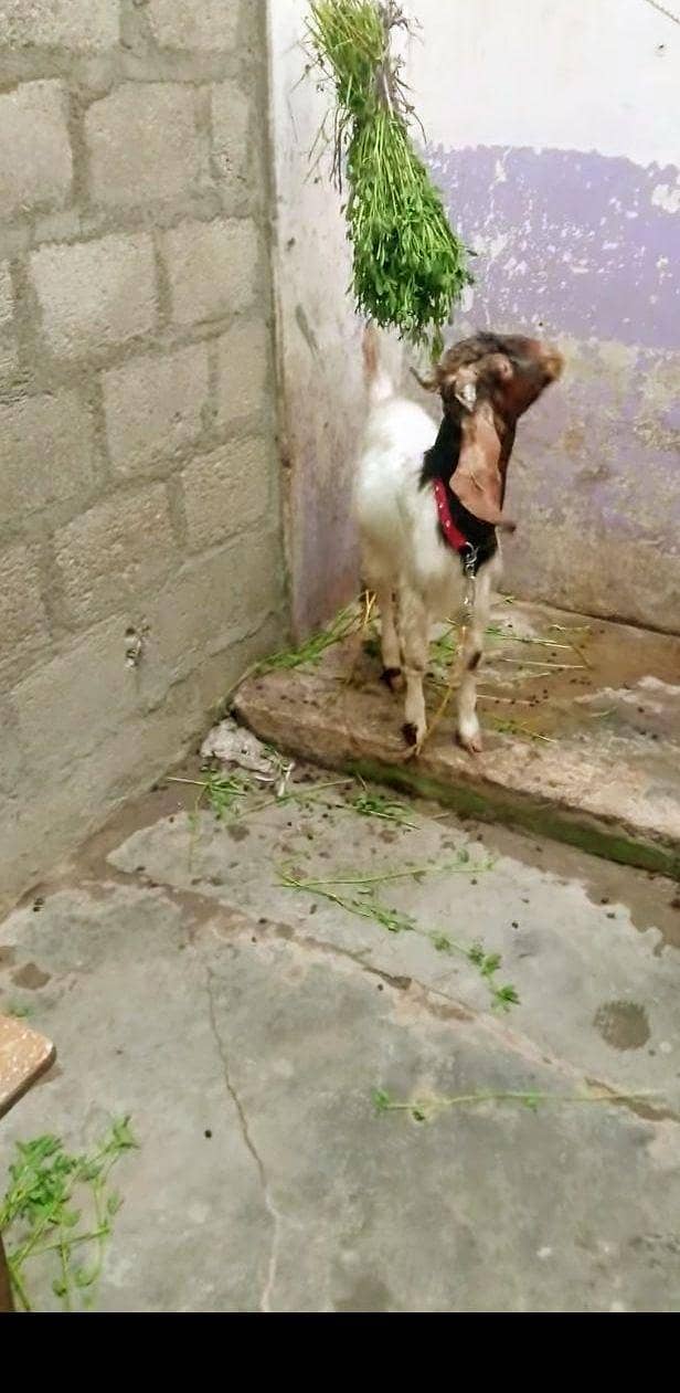 patera bakra 3