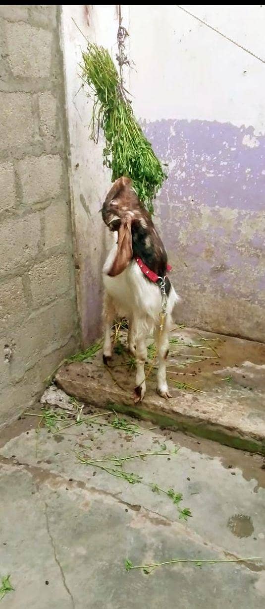 patera bakra 4