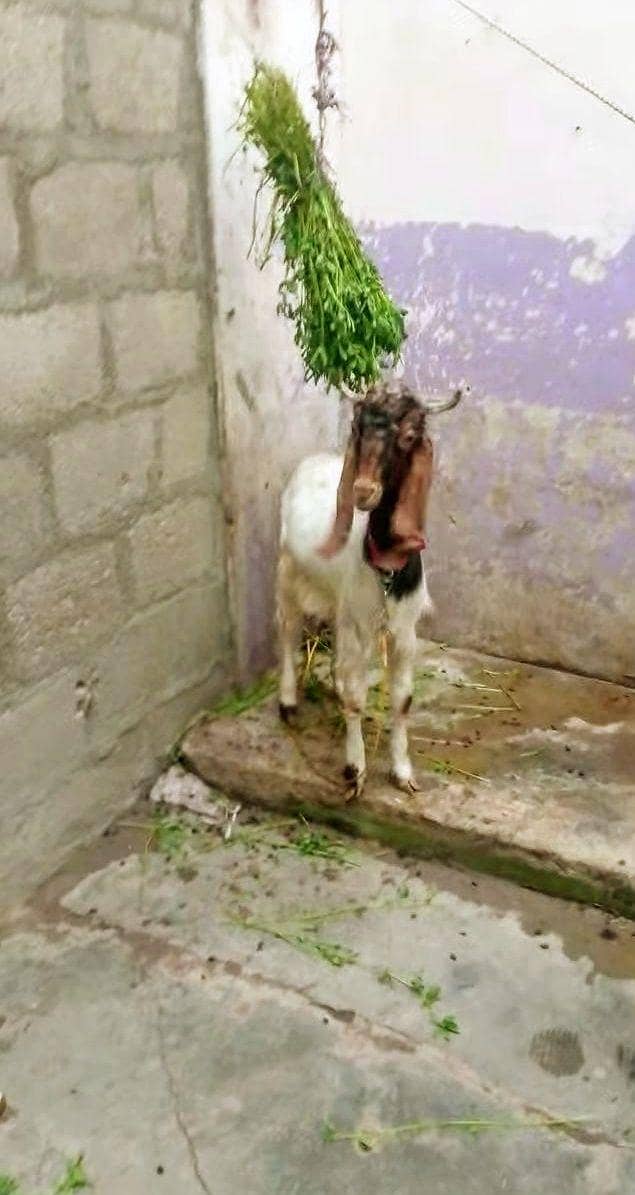 patera bakra 5