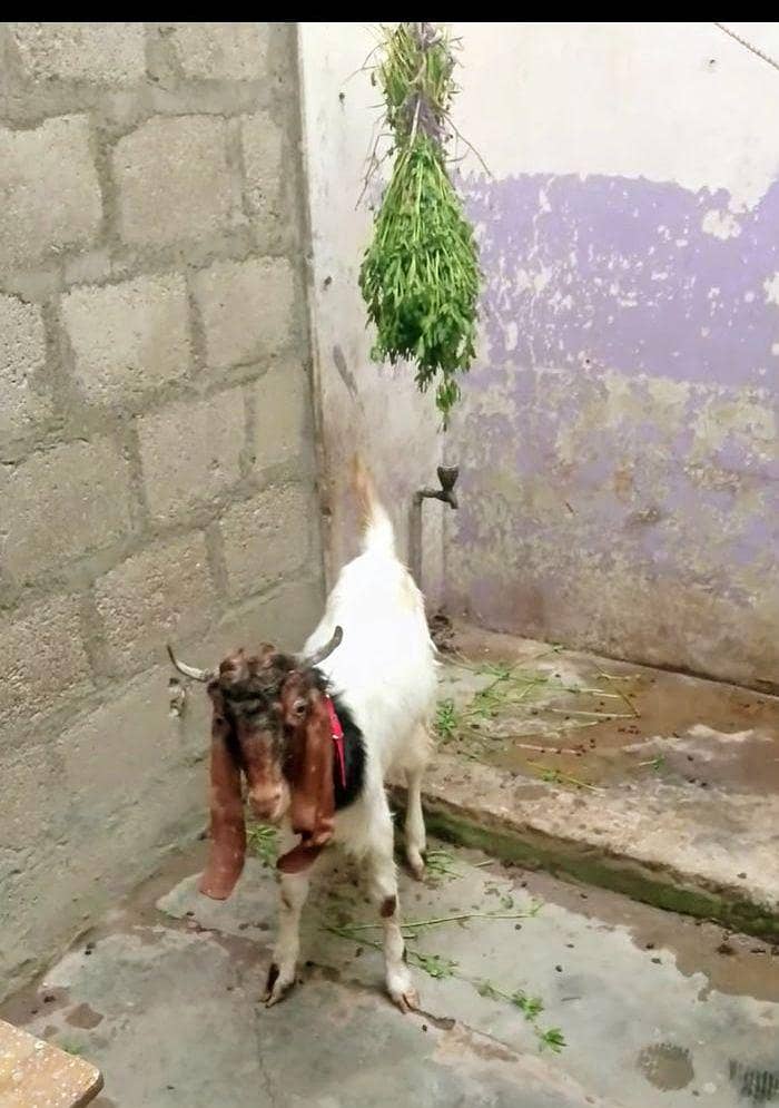 patera bakra 6