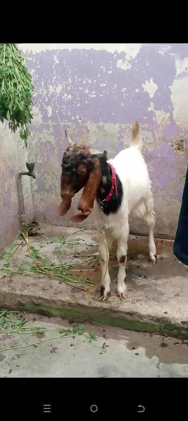 patera bakra 7