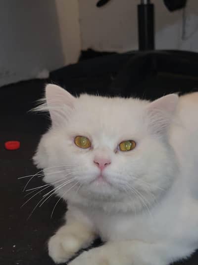 White Male Persian cat available for mating only Price is negotiable