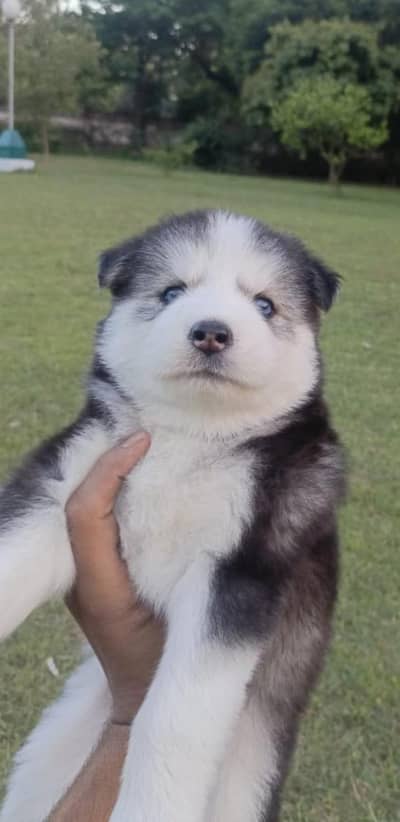 Siberian Husky Puppy For sale