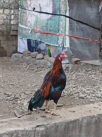 2 Hens with 26 chicks