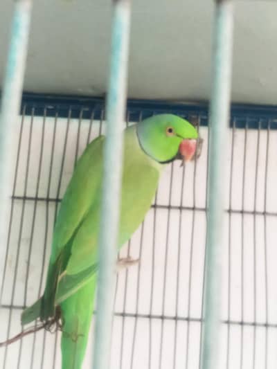 Ringneck Parrot
