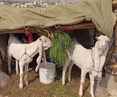 bakra gulabi