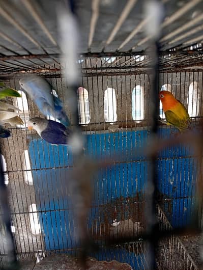 Blue fisheri violet fisheri Green euwing