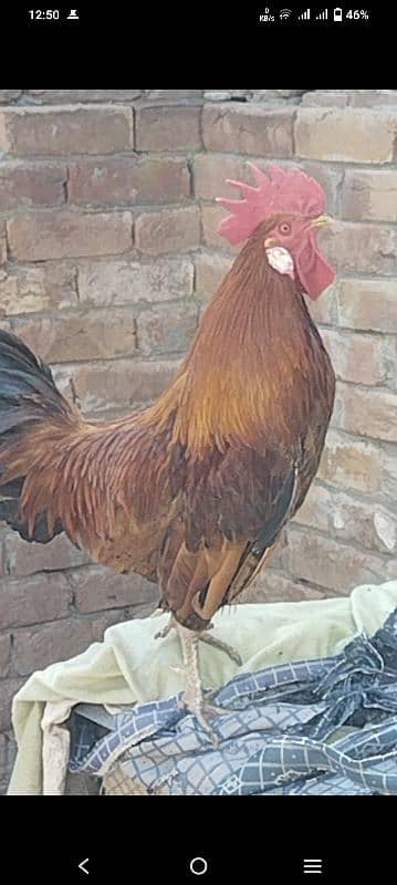 dasi hens
