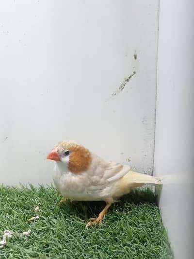 Motation zebra finch