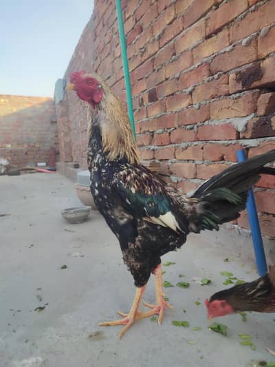 Desi hens