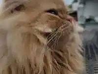 extremely punch to piki face breeder female cat