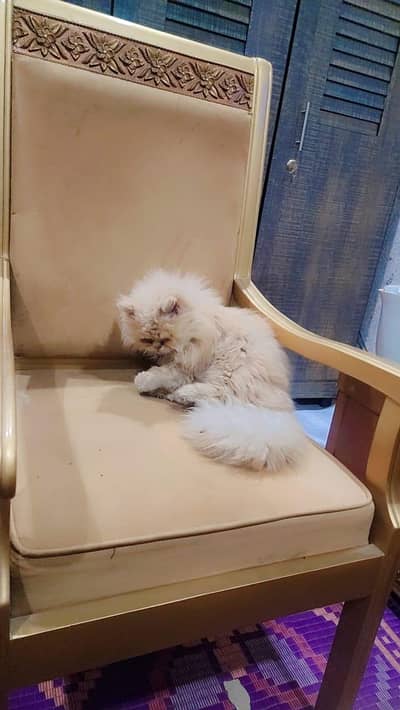 cute almond colour cat