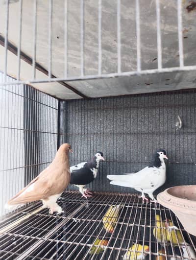 bredar pair 1 piece extra male