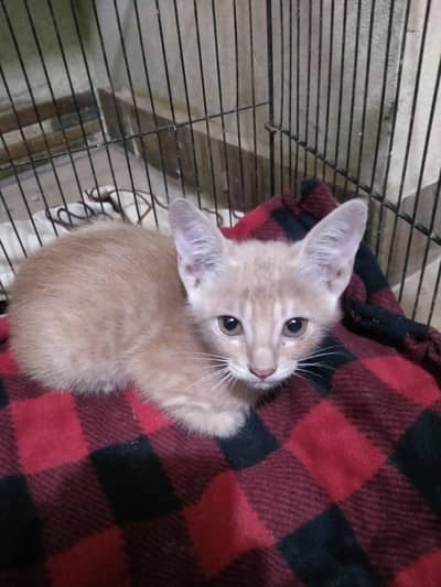 Persian and stray mix breed hai male hai