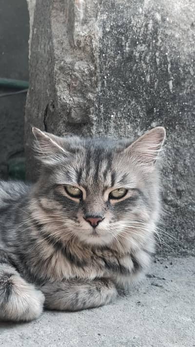 Siberian Cat