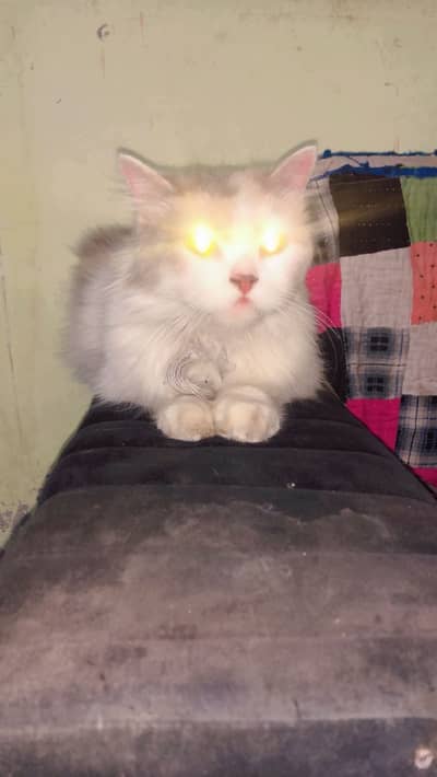 persion cat for sell