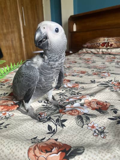 African Grey Parrot