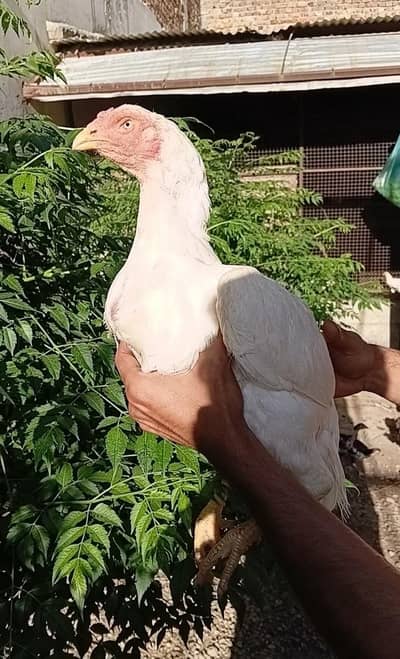 High Quality birds for sale high price