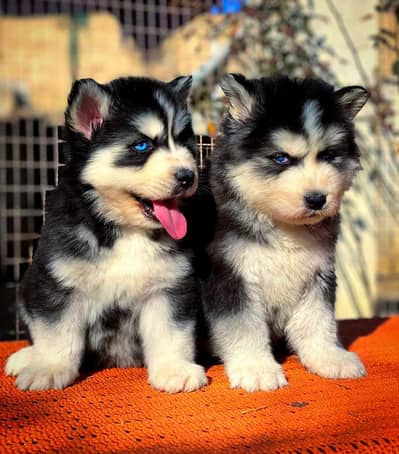 Siberian Husky puppie Blue eyes top quality avail wattsapp 03294018736