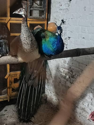 bareedar pair ha jaga Kam ha is lia sale kar rha ho