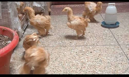 Golden Heavy Buff 9 Chiks Available  Home Breed