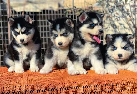 Siberian Husky pupps Blue eyes top quality avail wattsapp 03294018736