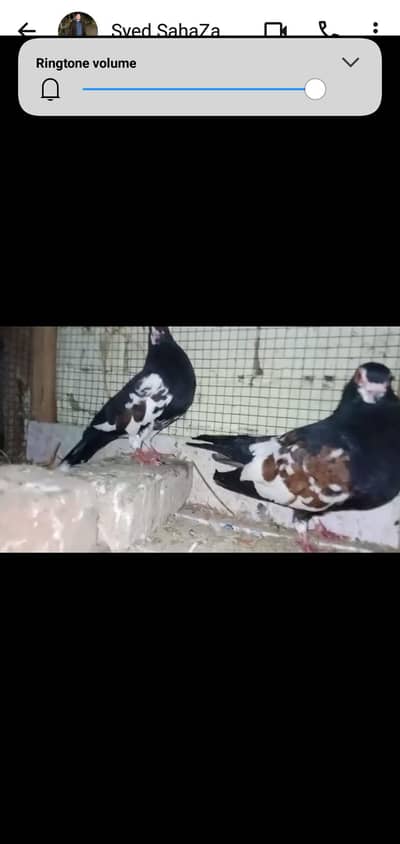 black khal guldar kalyara pair