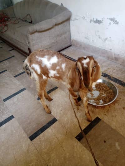 fazool na Tang kry 03046150003 is number py Rabta kra jis na lani hai