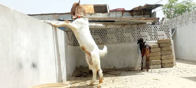 Do bakra Top Quality Pure Hyderabadi tapra gulabi nose