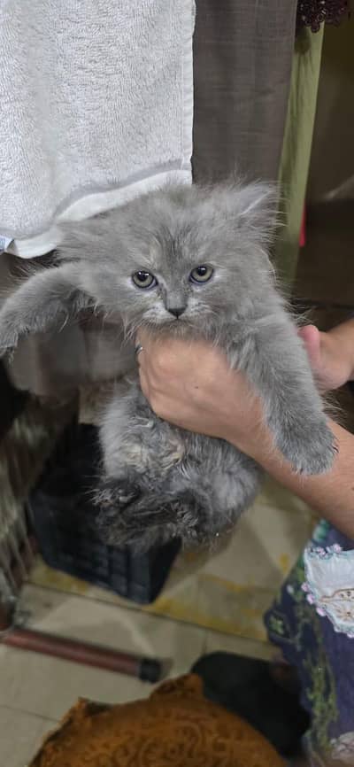 Persian grey and white kitten