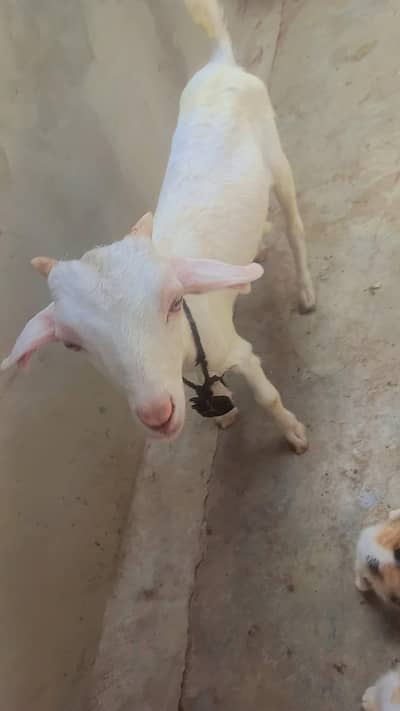 pure glazing teddi bakra