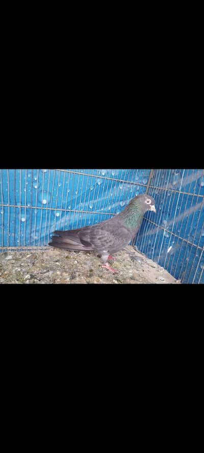 shahjahanpuri chapra