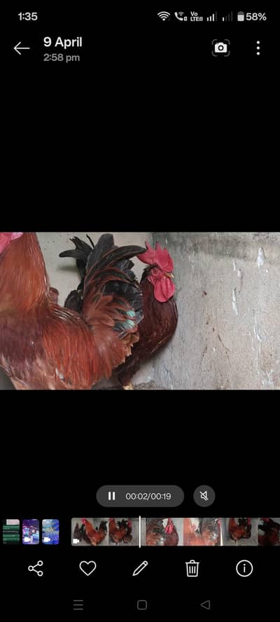 Misri Pair Hens and Roosters
