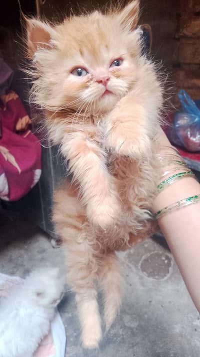 Persian cat for sale male and female Doli fase