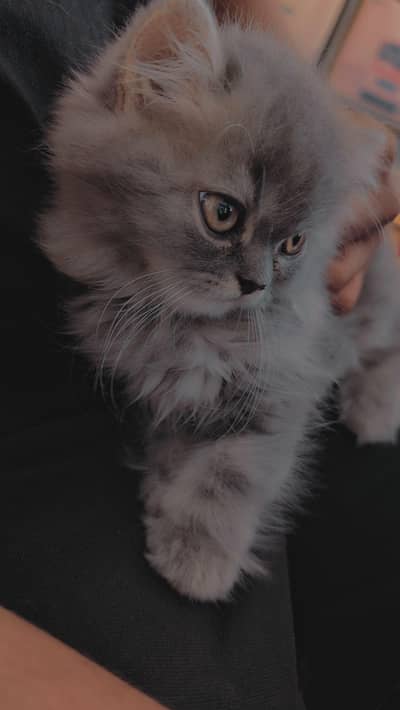 Rare Smokey Grey Kitten (3 Months) – Delivery All Over Pakistan