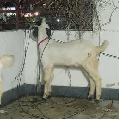 bakra for sell