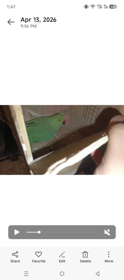 Green Ring neck  breeder pair