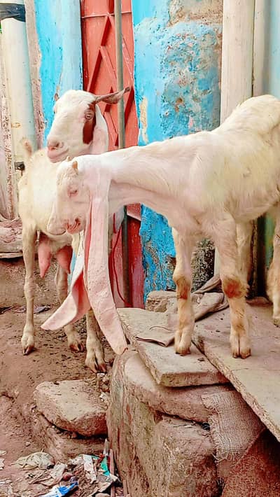 gulabi bakri bacha full jhalar wala for sale