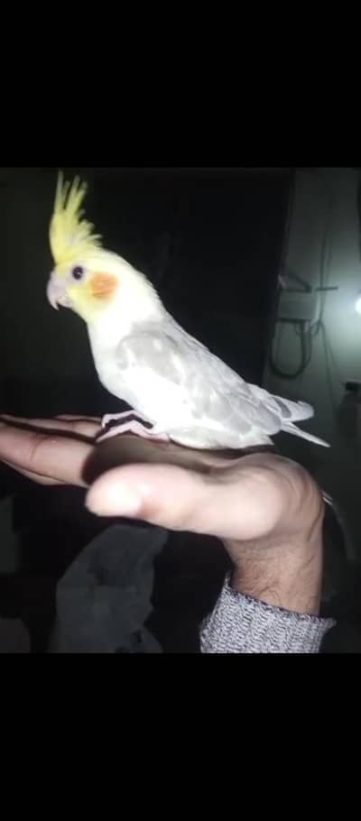 cocktail hand tame best age for hand tame near to self