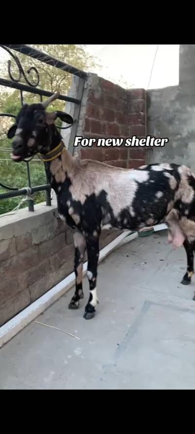 tadi seeng wali . .  barbari.  bakri