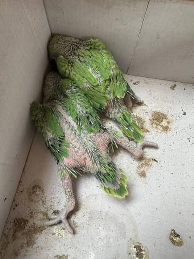 ringneck parrot chick