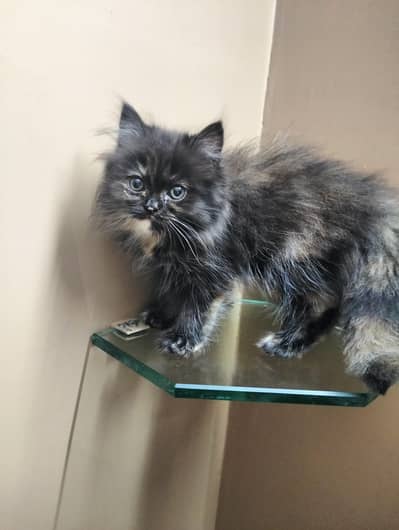Persian kittens Near Semi Punch face