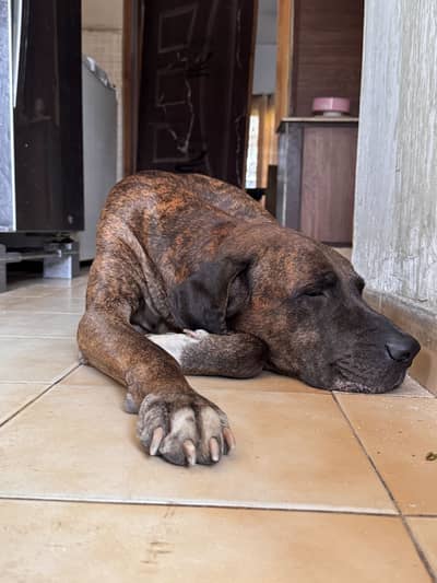 Cane Corso X Pakistani Bully breeding