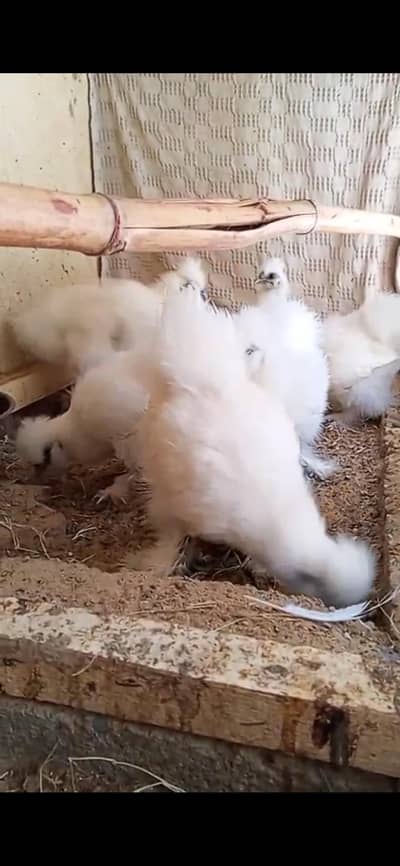 silkie 2 males 4 females
