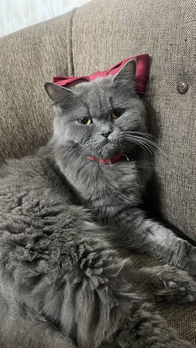 Persian Cat