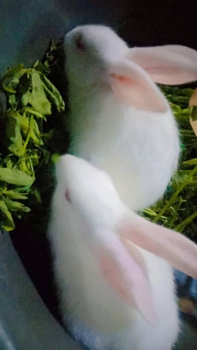 Rabbit / Khargoosh / New Zealand Breed