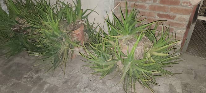 aloe Vera full grown plants natural