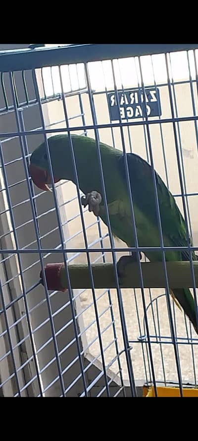 Raw green parrot