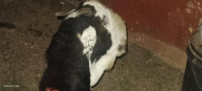 urgent  sale h  tota Puri h bakra or bakri barbari h